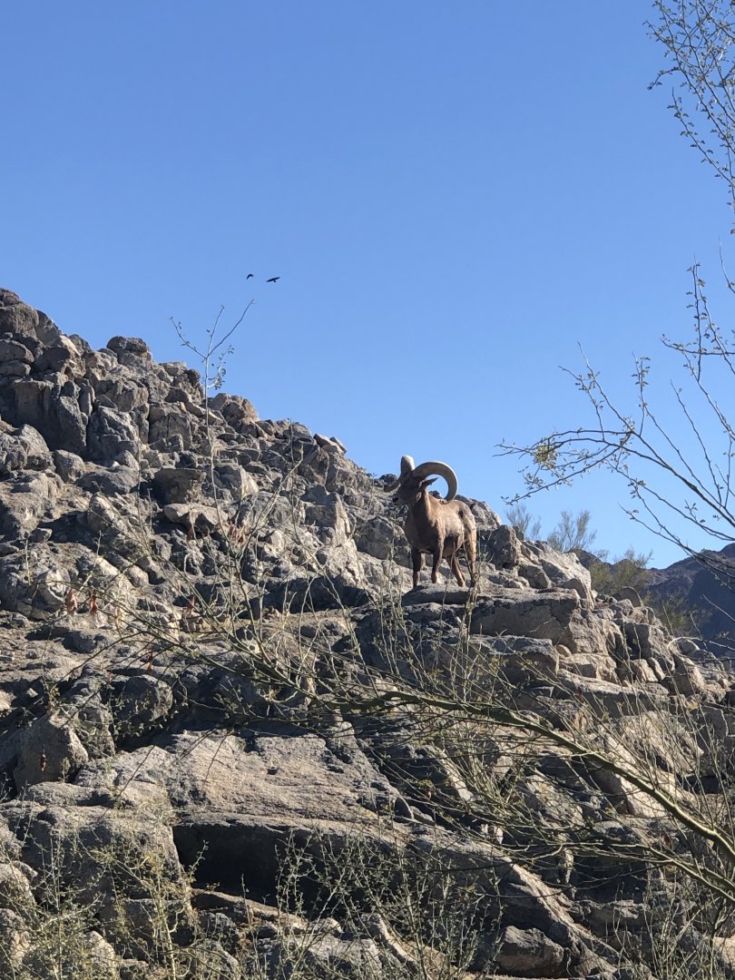Bighorn Sheep