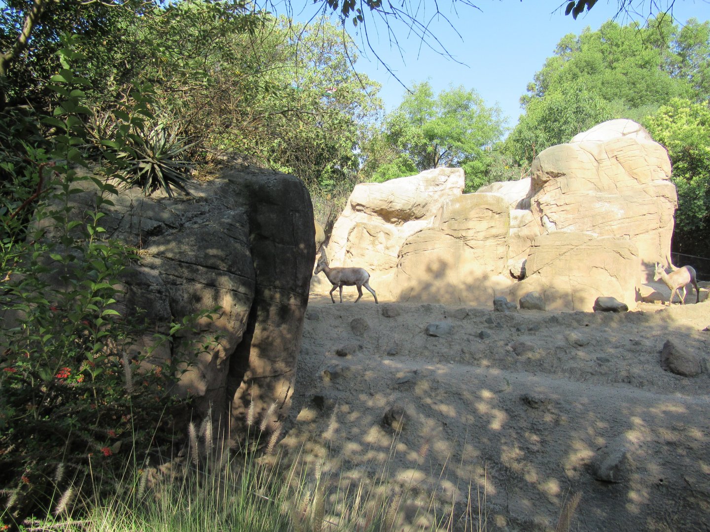 Bighorn sheep