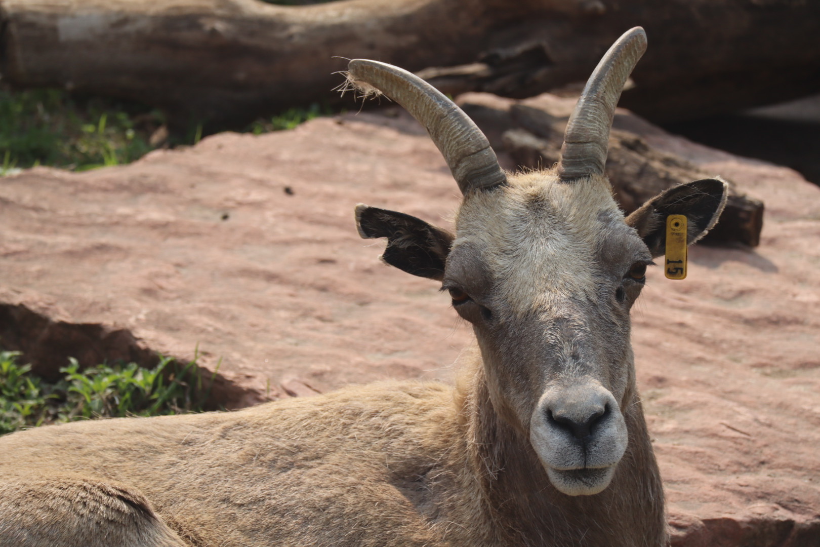 Bighorn Sheep