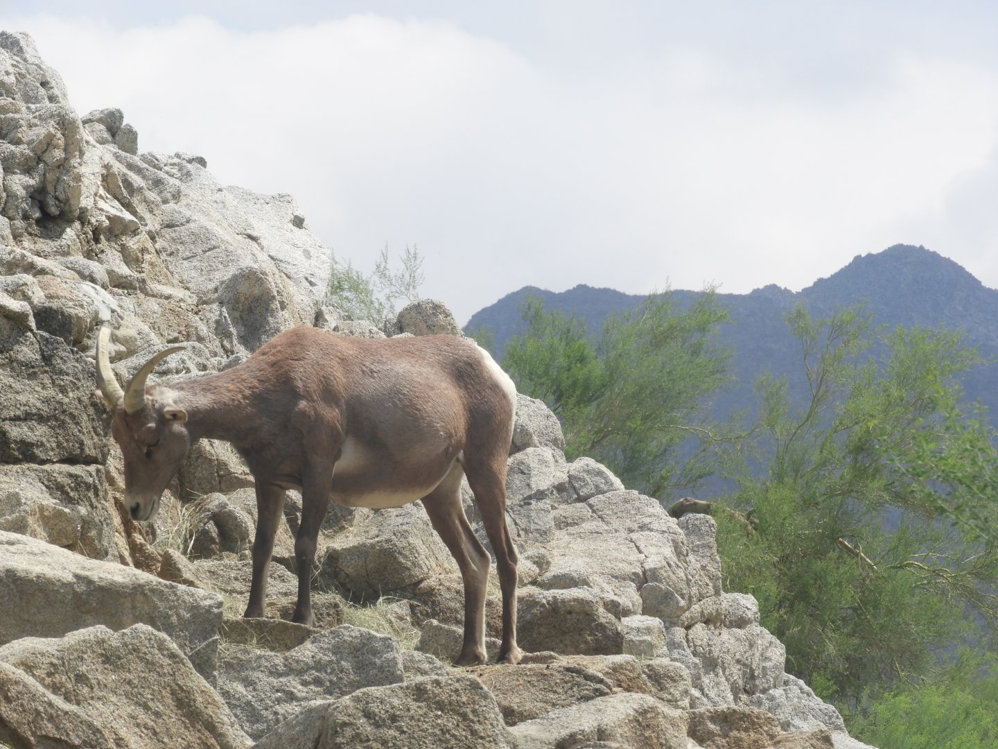 Bighorn sheep
