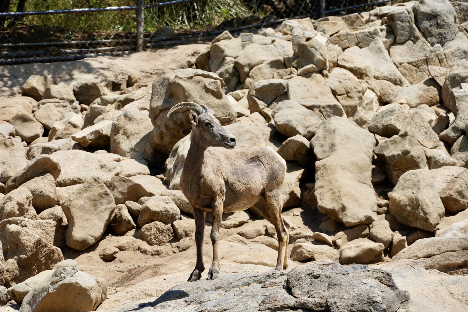 Bighorn Sheep