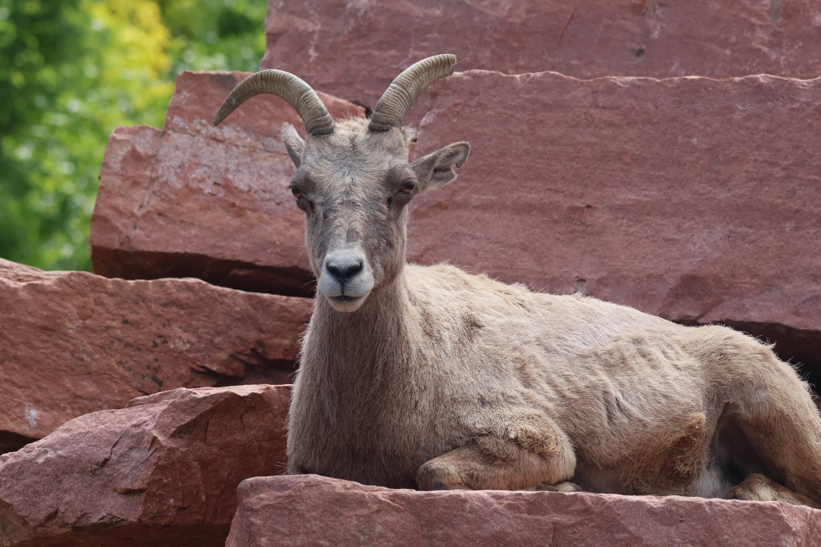 Bighorn Sheep