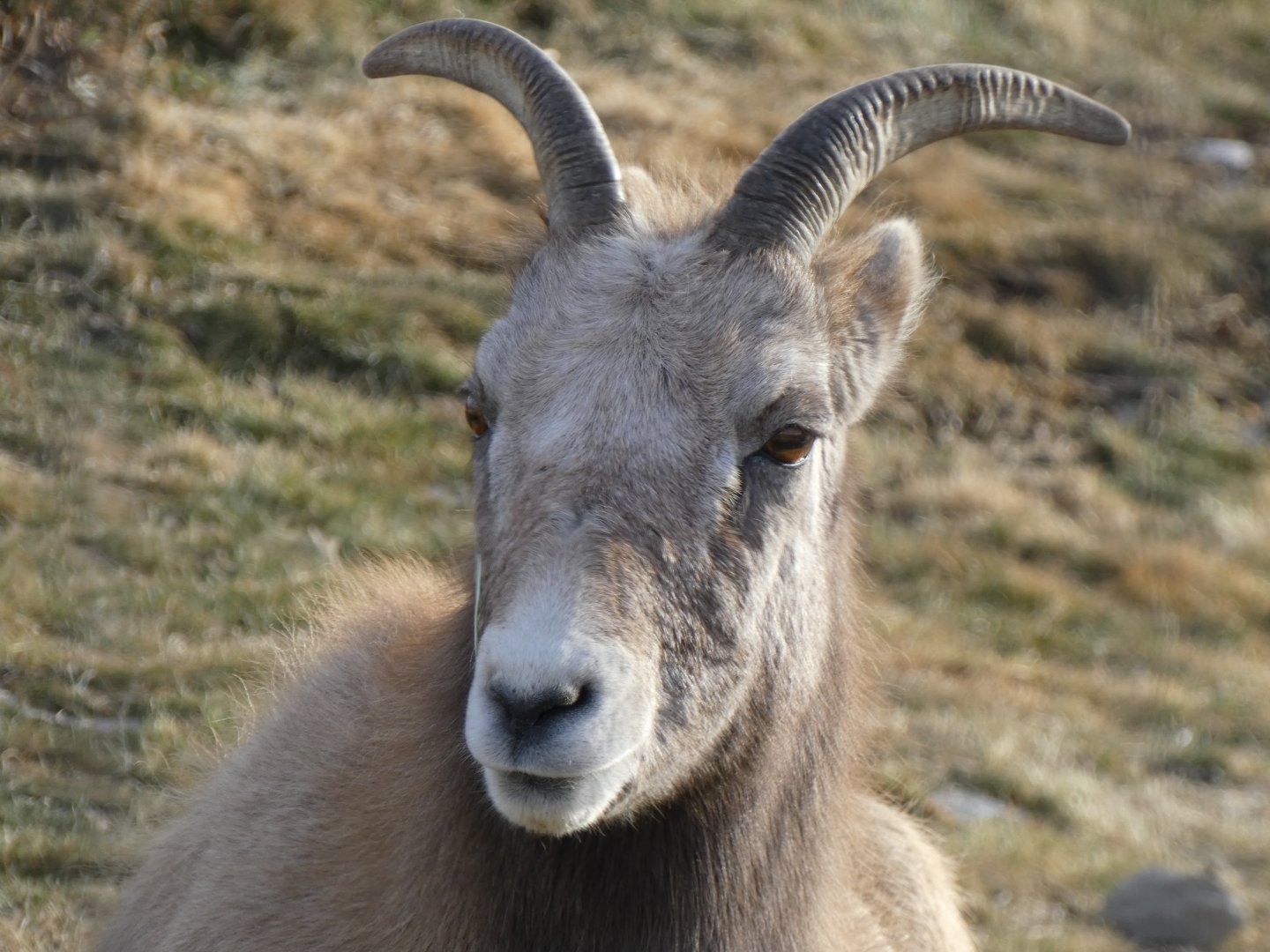 Bighorn sheep