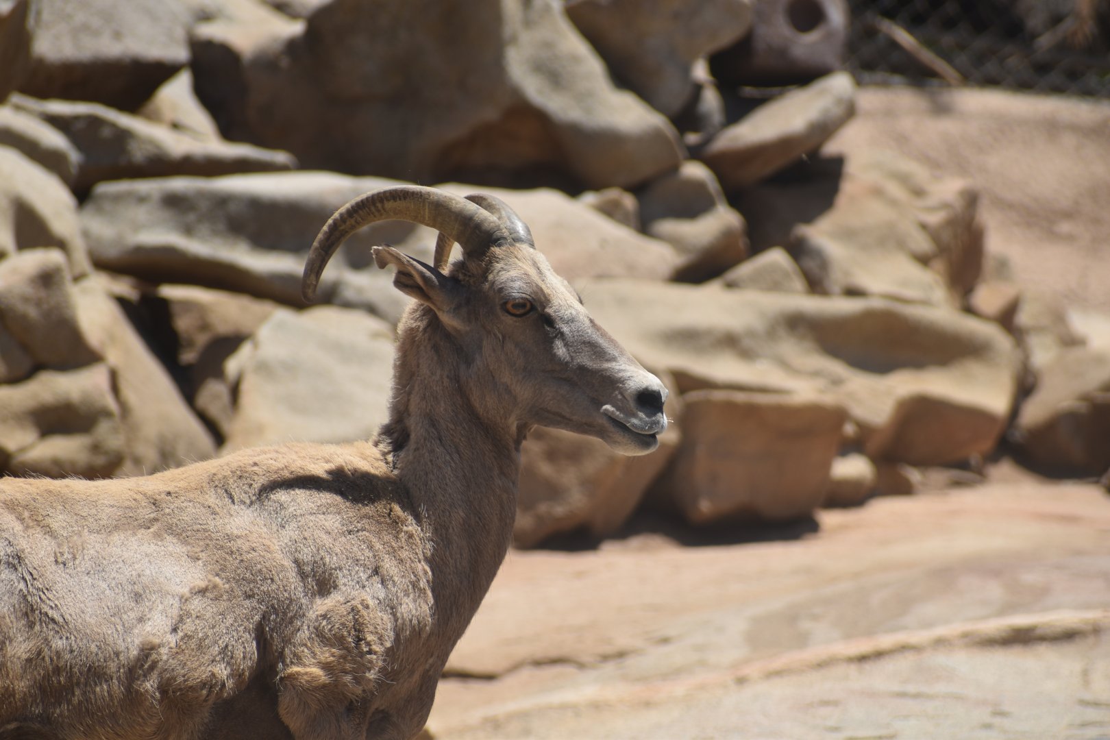 Bighorn Sheep