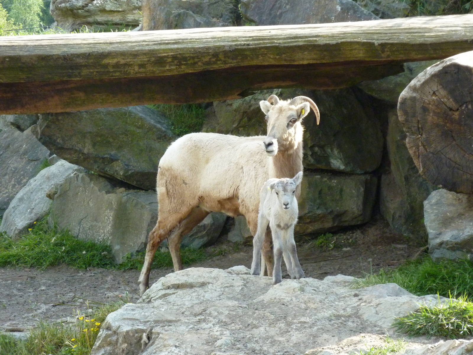 Bighorn Sheep
