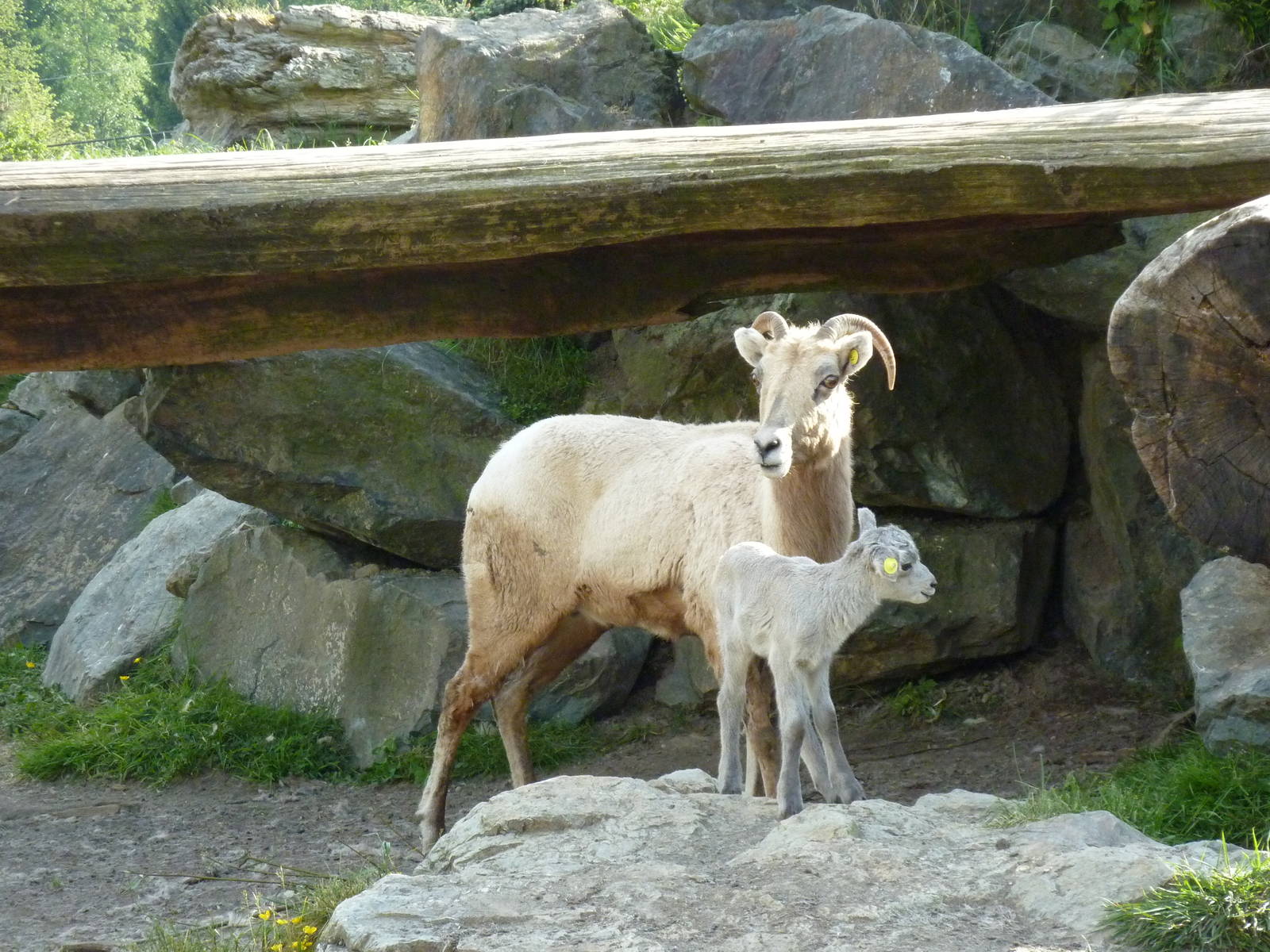 Bighorn Sheep