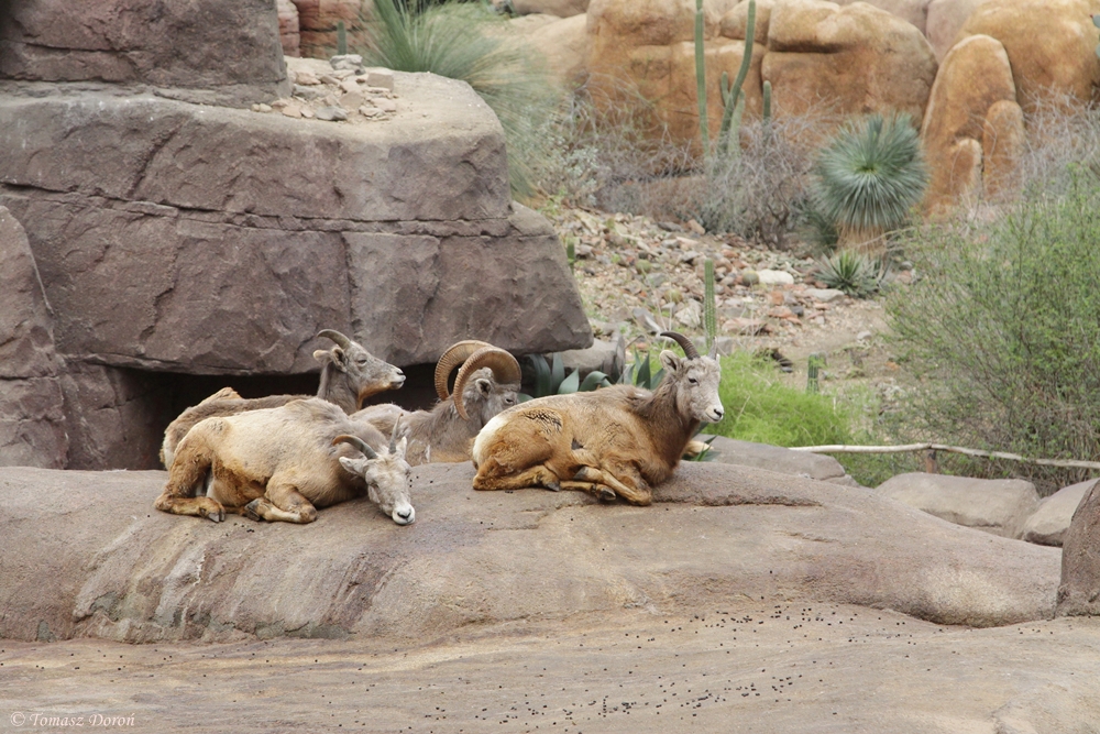 Bighorn Sheeps (Ovis canadensis nelsoni)