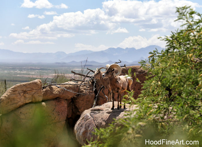bighorns with a view