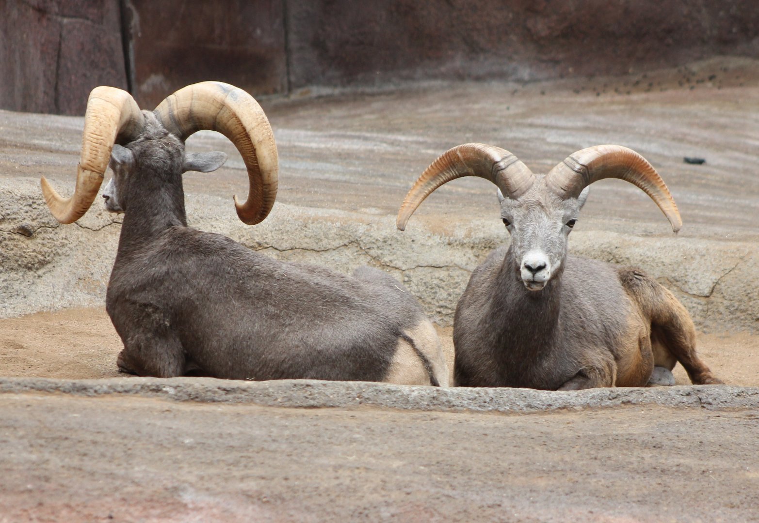 Bighorns