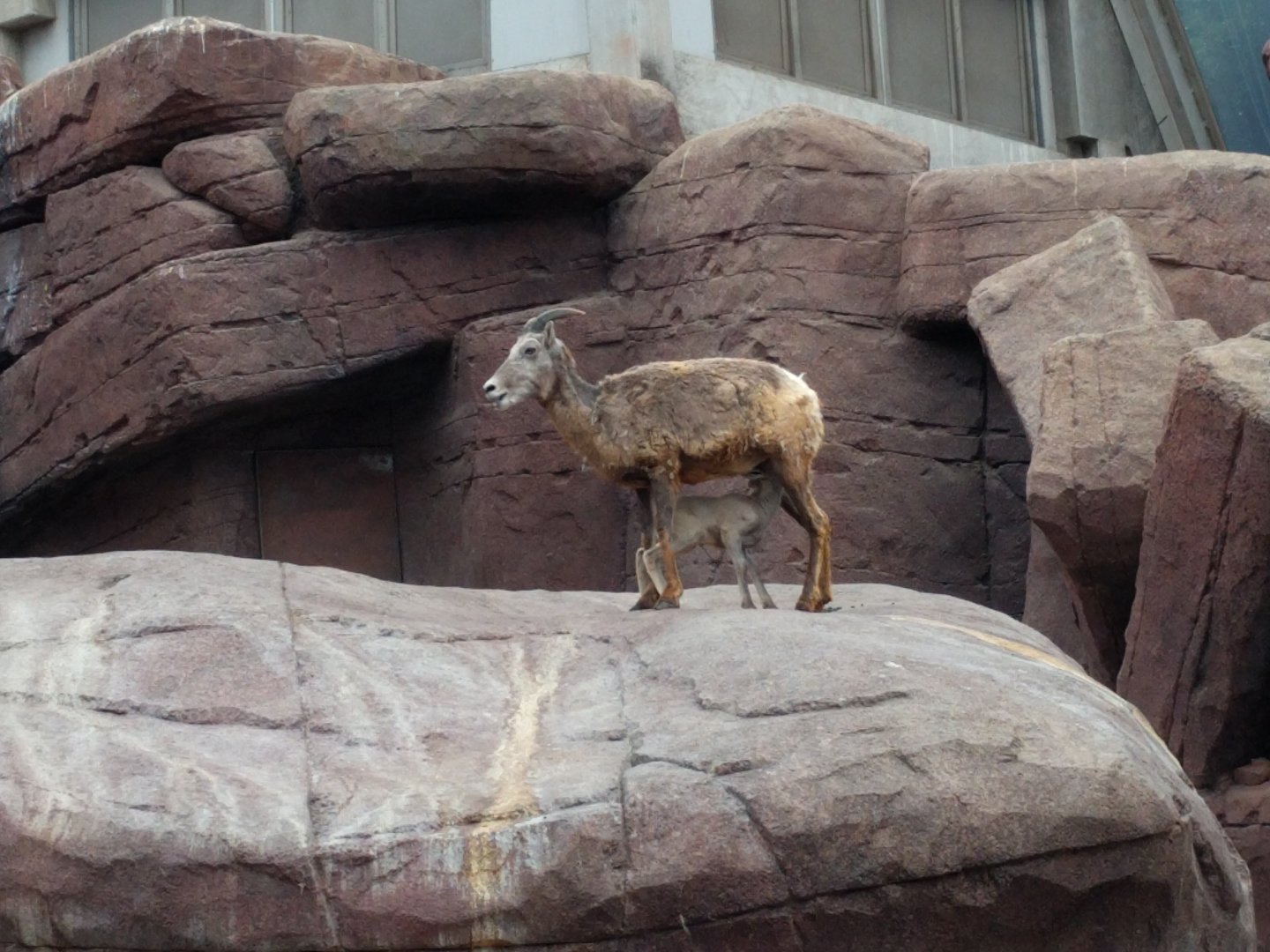 Bighornsheep in Burgers desert (2016)