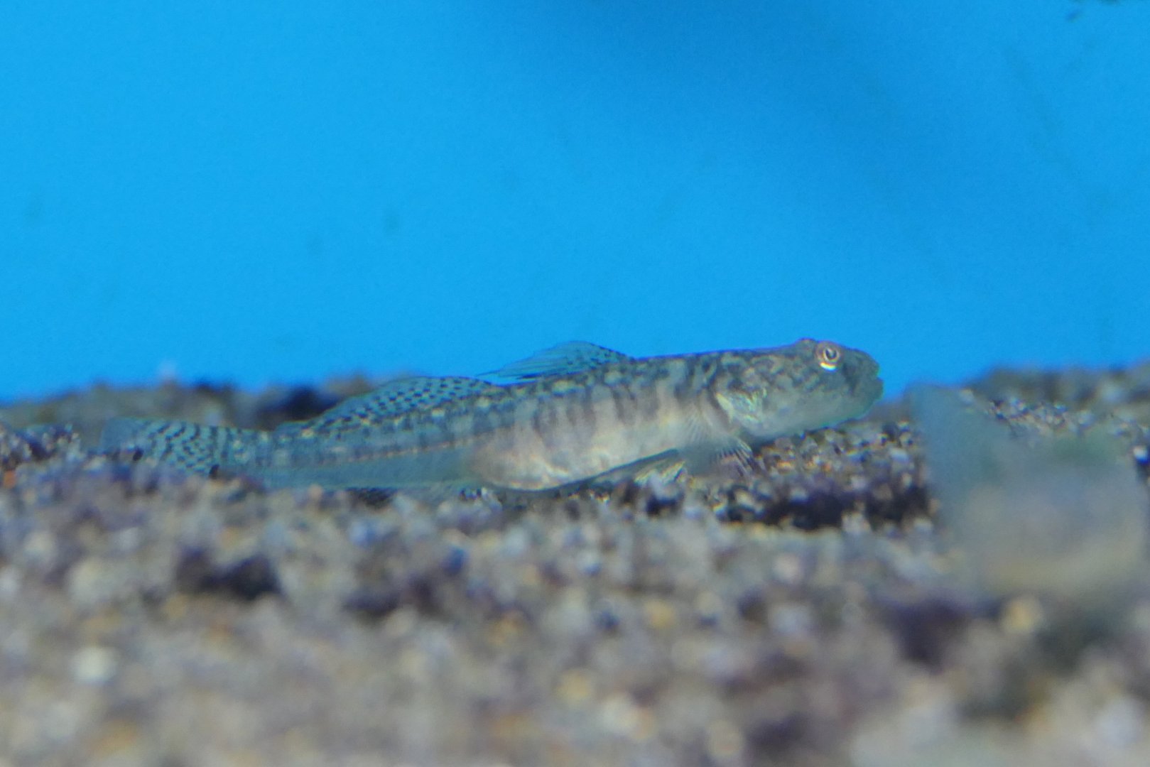 Bigjaw Goby (Gymnogobius macrognathos)