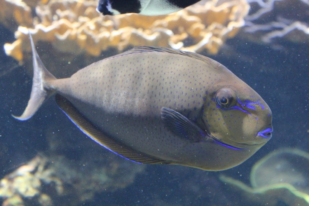 Bignose Unicornfish juvenile (Naso vlamingii)