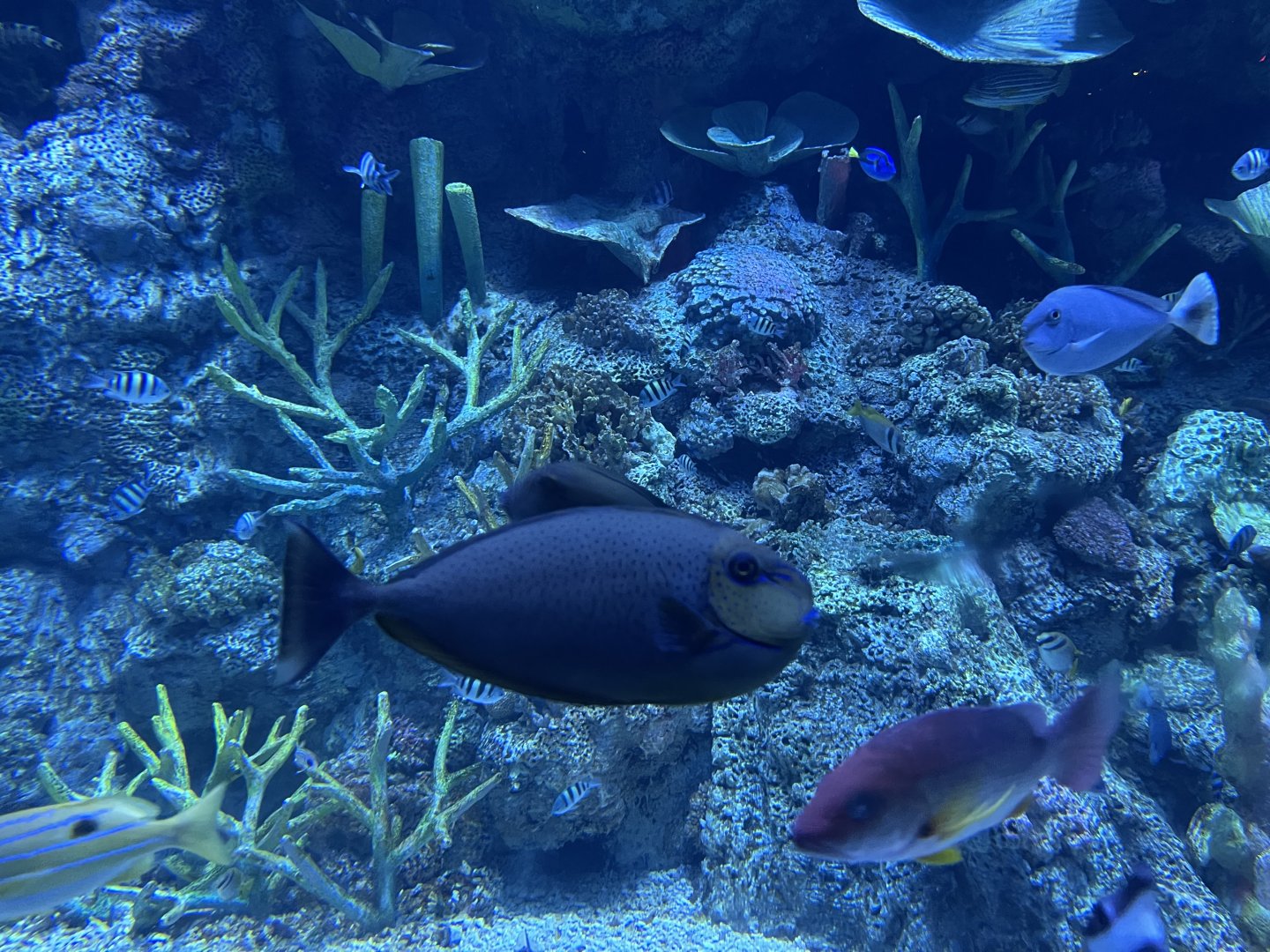 bignose unicornfish (naso vlamingii) - BX Sea