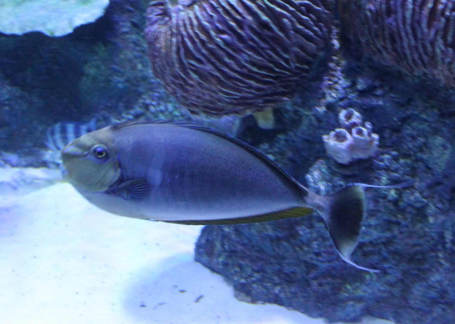 Bignose unicornfish - Naso vlamingii