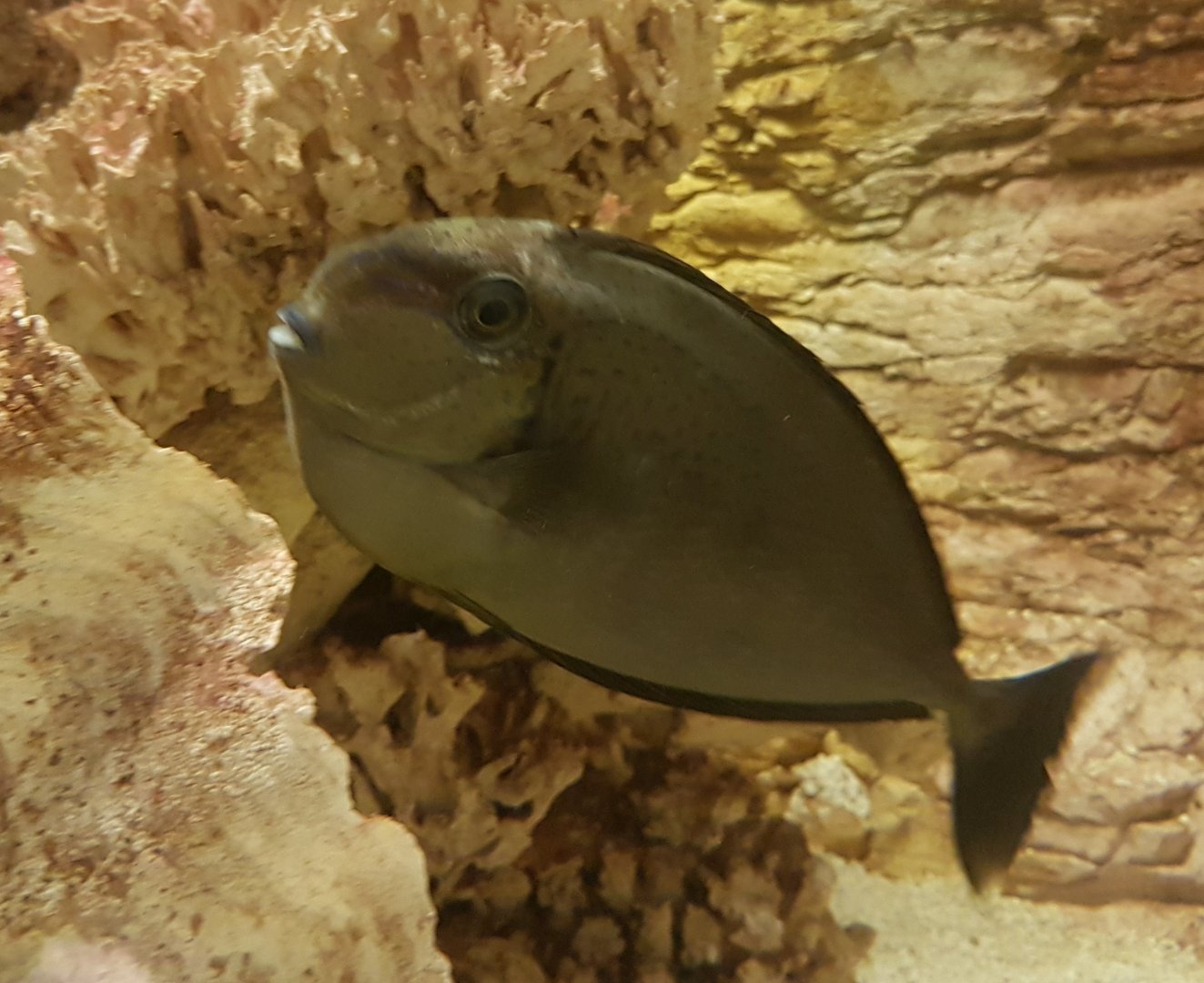 Bignose unicornfish - Naso vlamingii