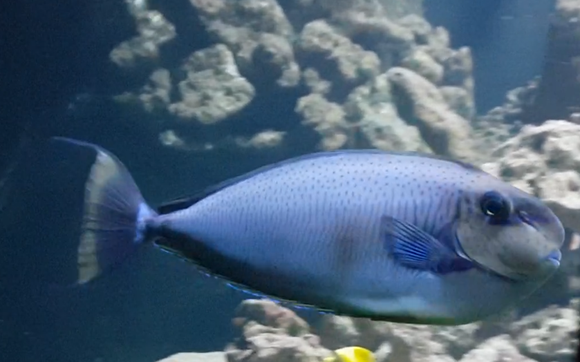Bignose unicornfish - Naso vlamingii