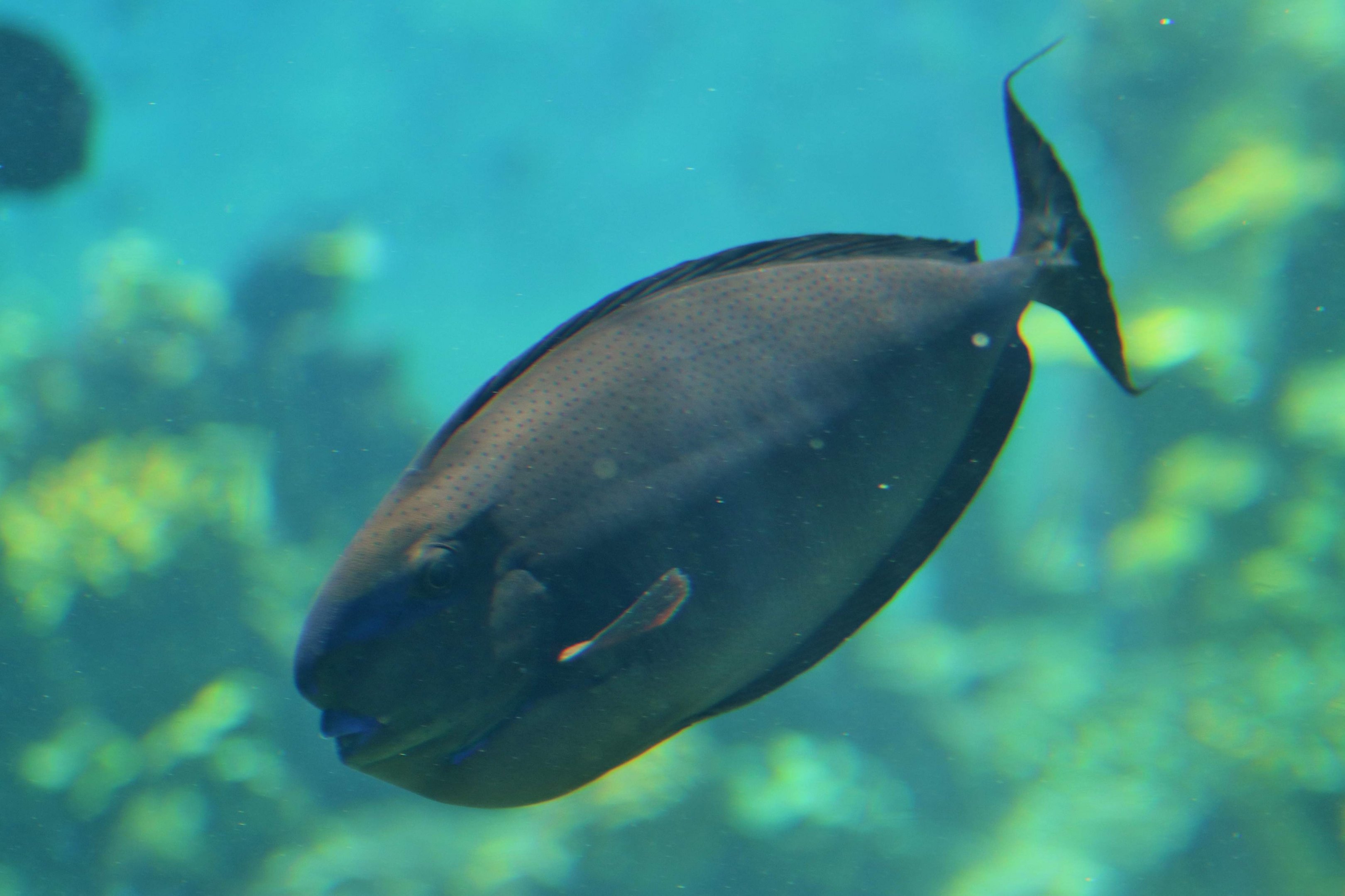 Bignose Unicornfish (Naso vlamingii)