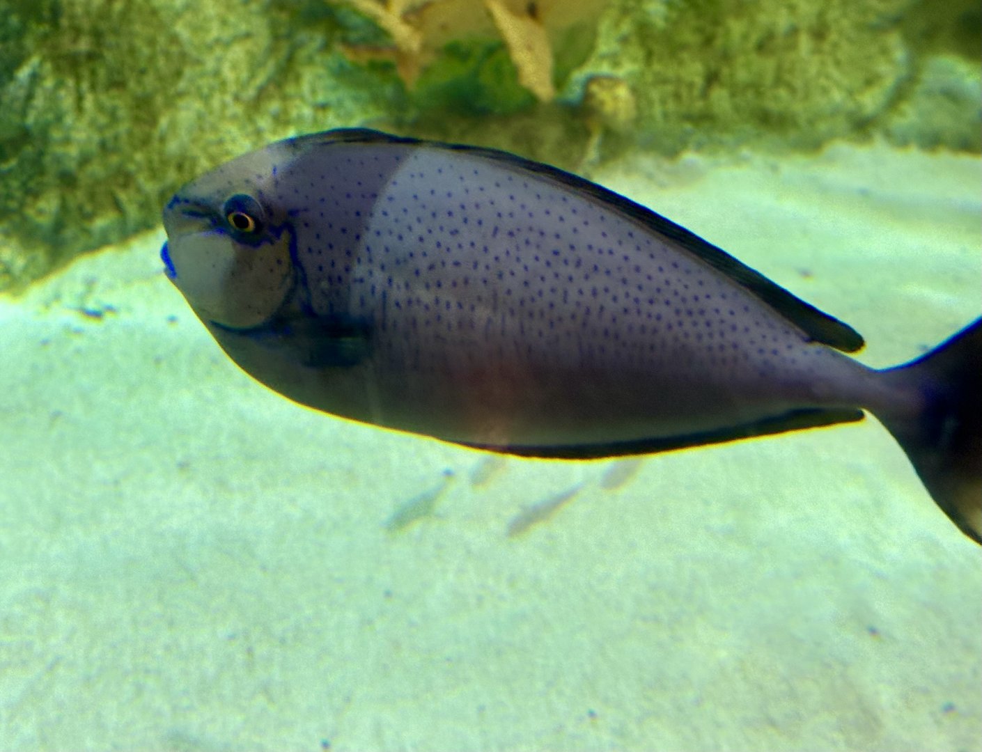 Bignose unicornfish (Naso vlamingii)