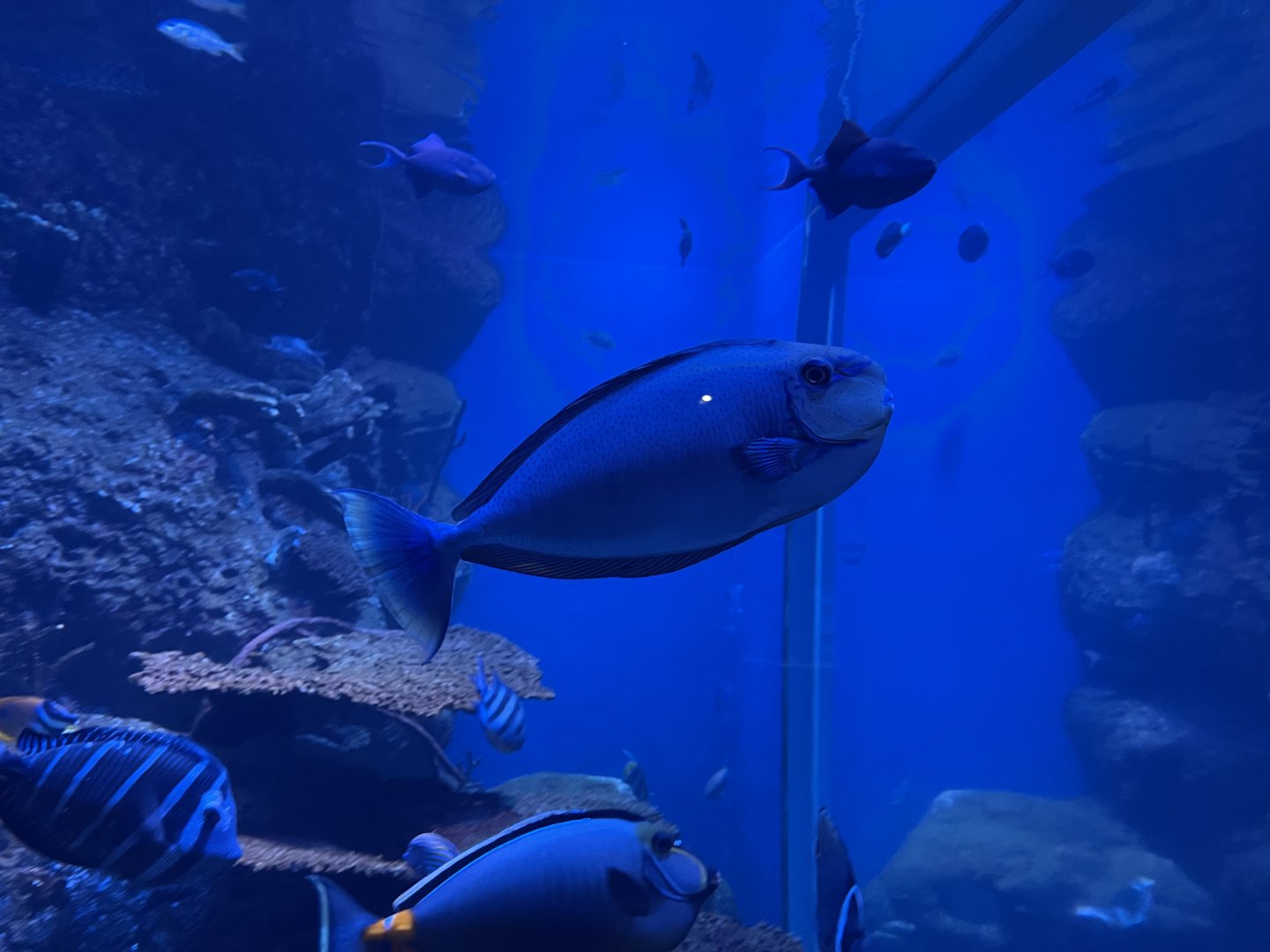 bignose unicornfish (naso vlamingii)