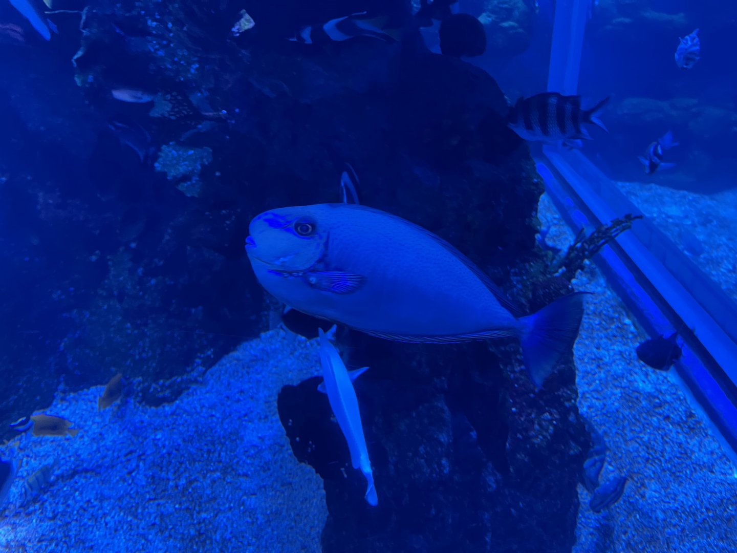 bignose unicornfish (naso vlamingii)