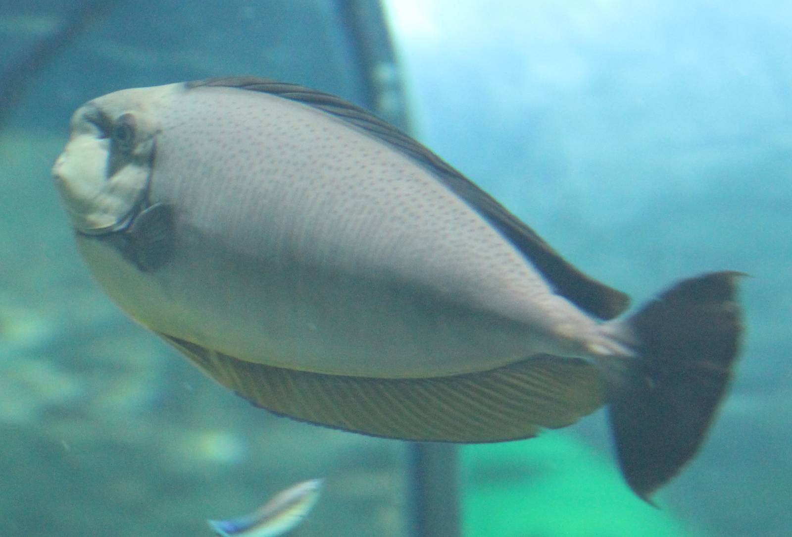Bignose Unicornfish