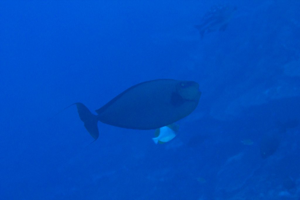 Bignose Unicornfish