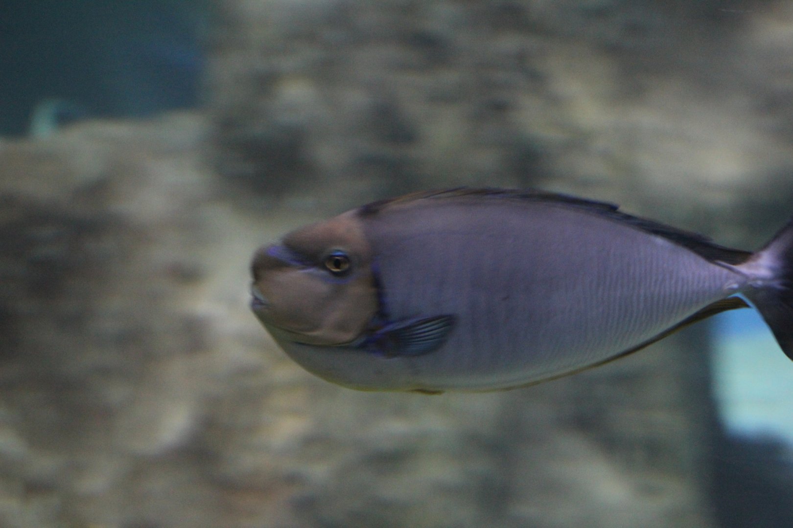 Bignose Unicornfish