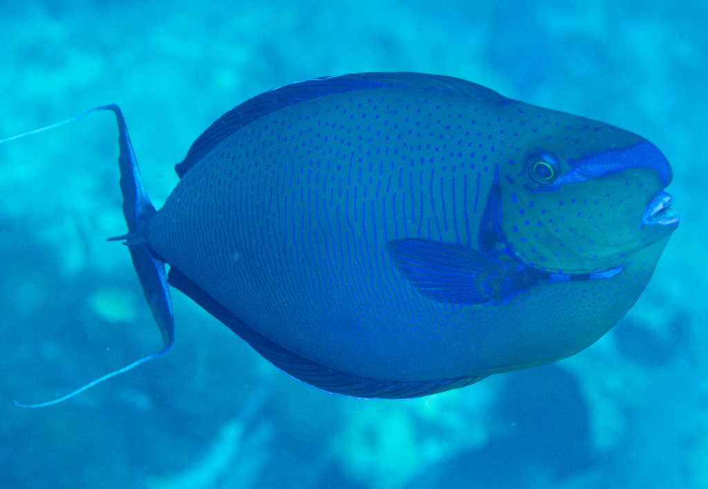 Bignose Unicornfish