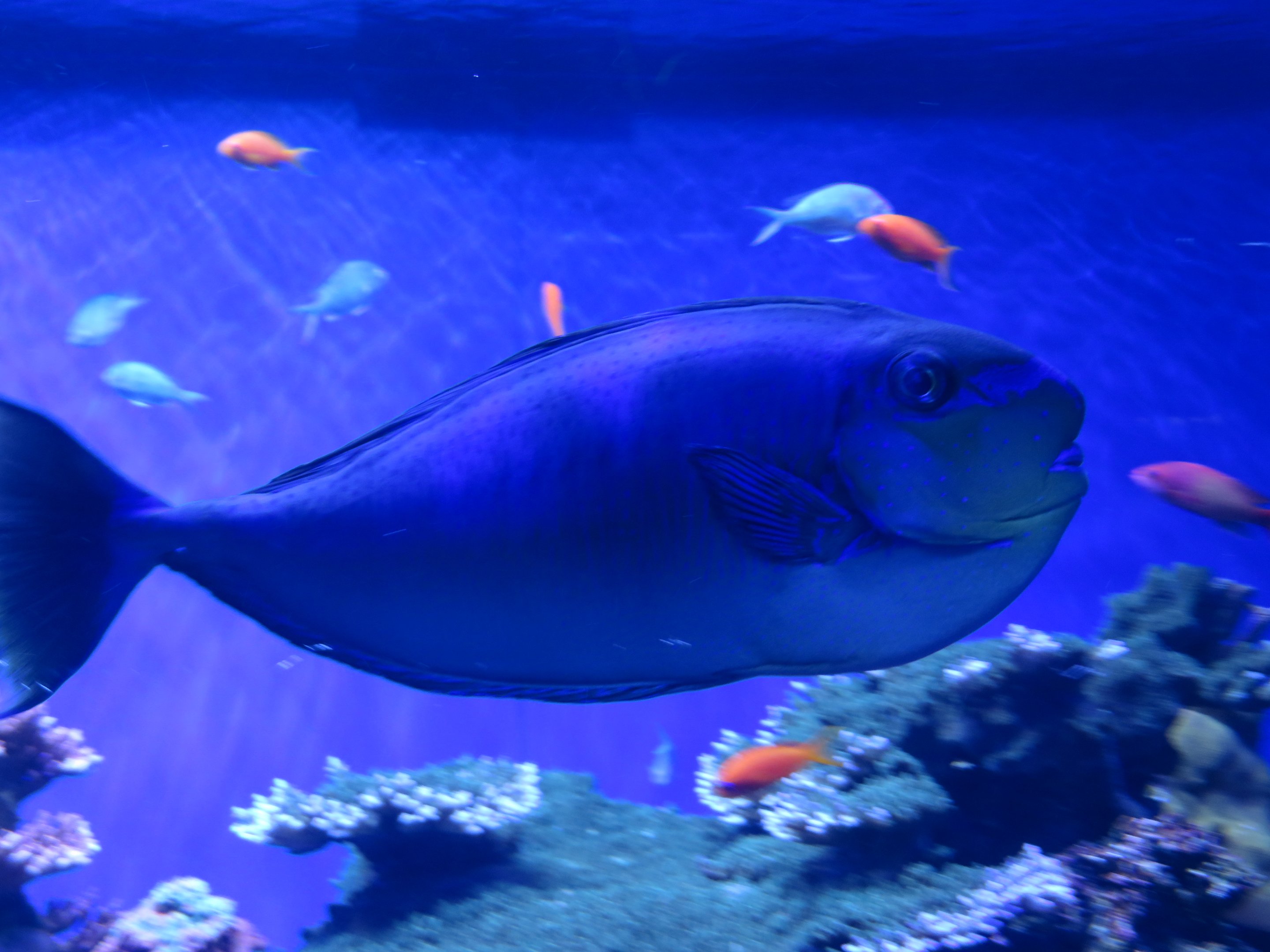 Bignose Unicornfish