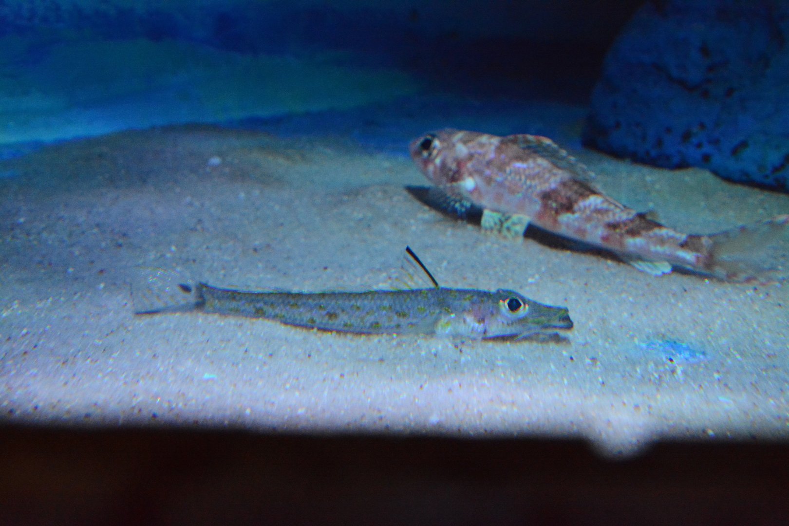 Bigscale duckbill (Bembrops curvatura)