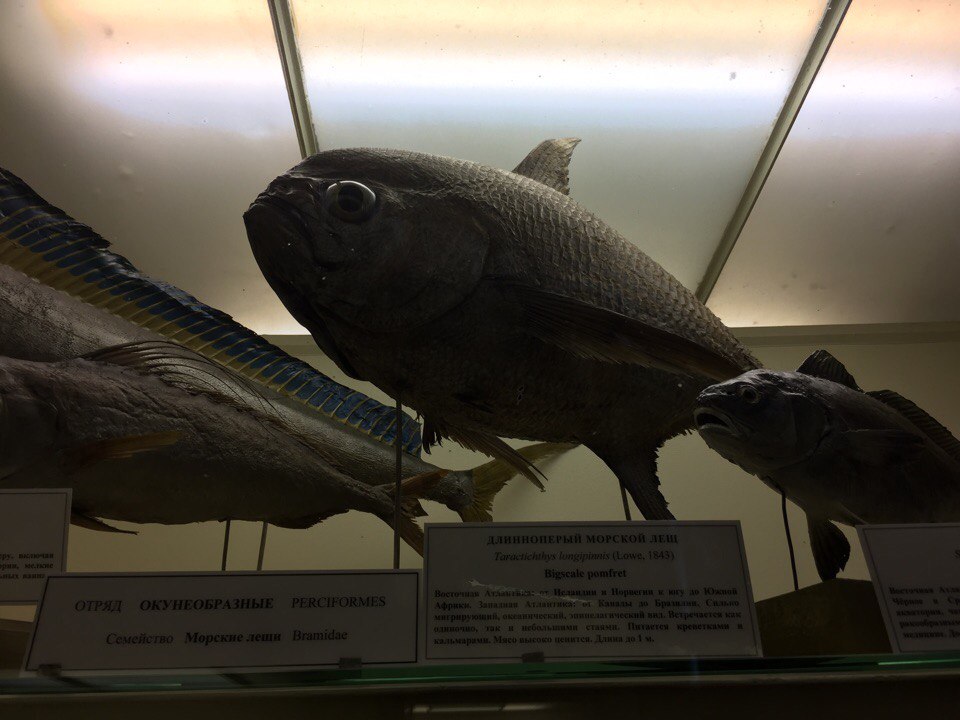 Bigscale pomfret