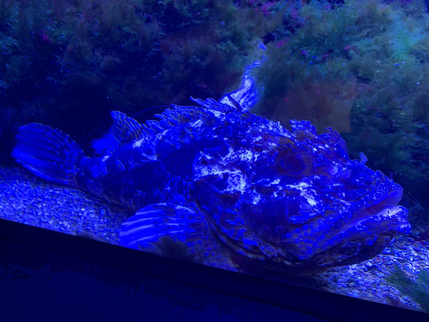 Bigscale scorpionfish