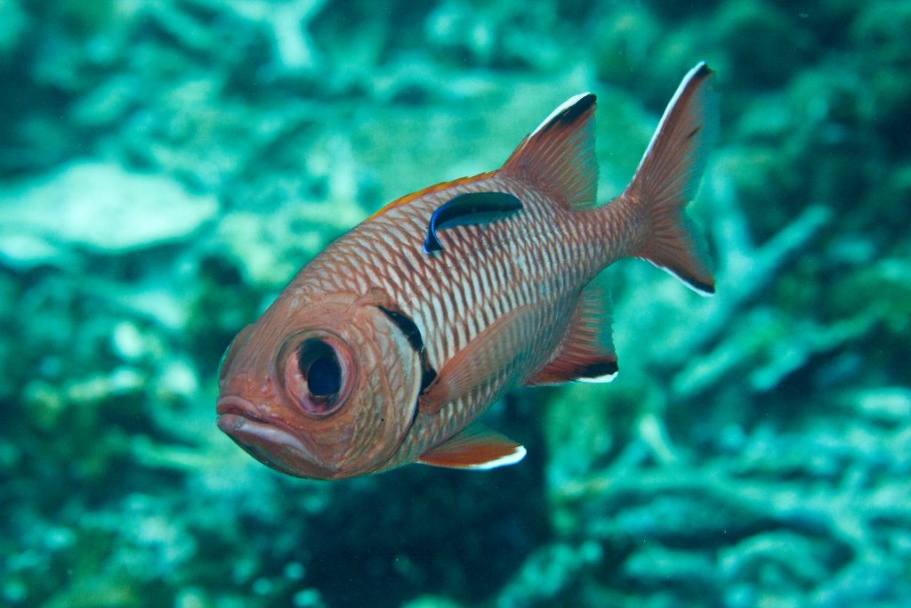 Bigscale Soldierfish being cleaned by Cleaner Wrasse