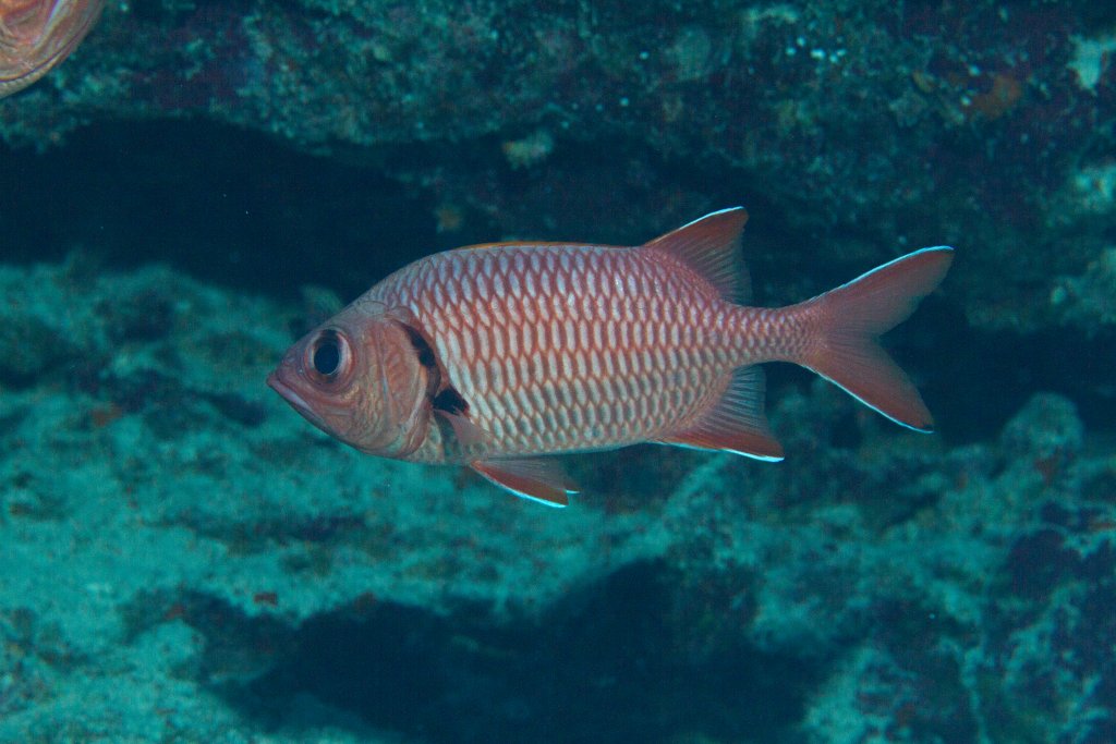 Bigscale Soldierfish (Myripristis berndti)