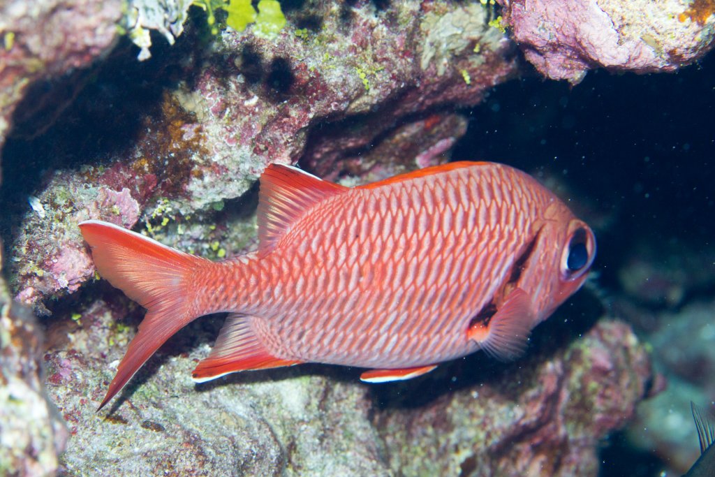 Bigscale Soldierfish (Myripristis berndti)