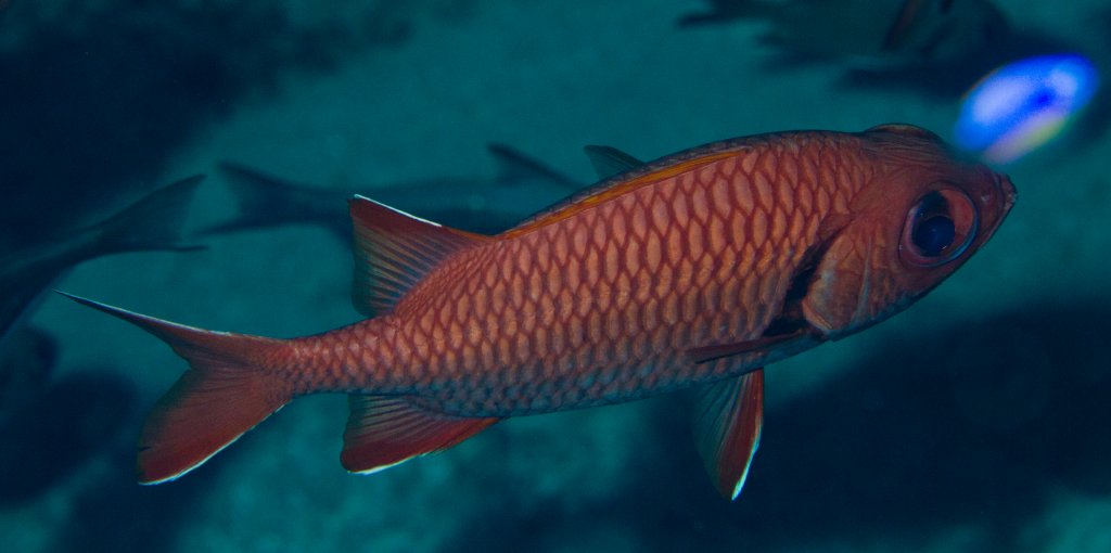Bigscale Soldierfish (Myripristis berndti)