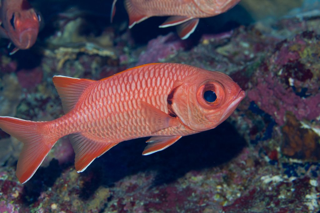 Bigscale Soldierfish (Myripristis berndti)