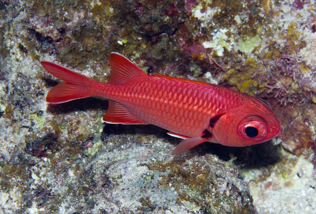 Bigscale Soldierfish (Myripristis berndti)