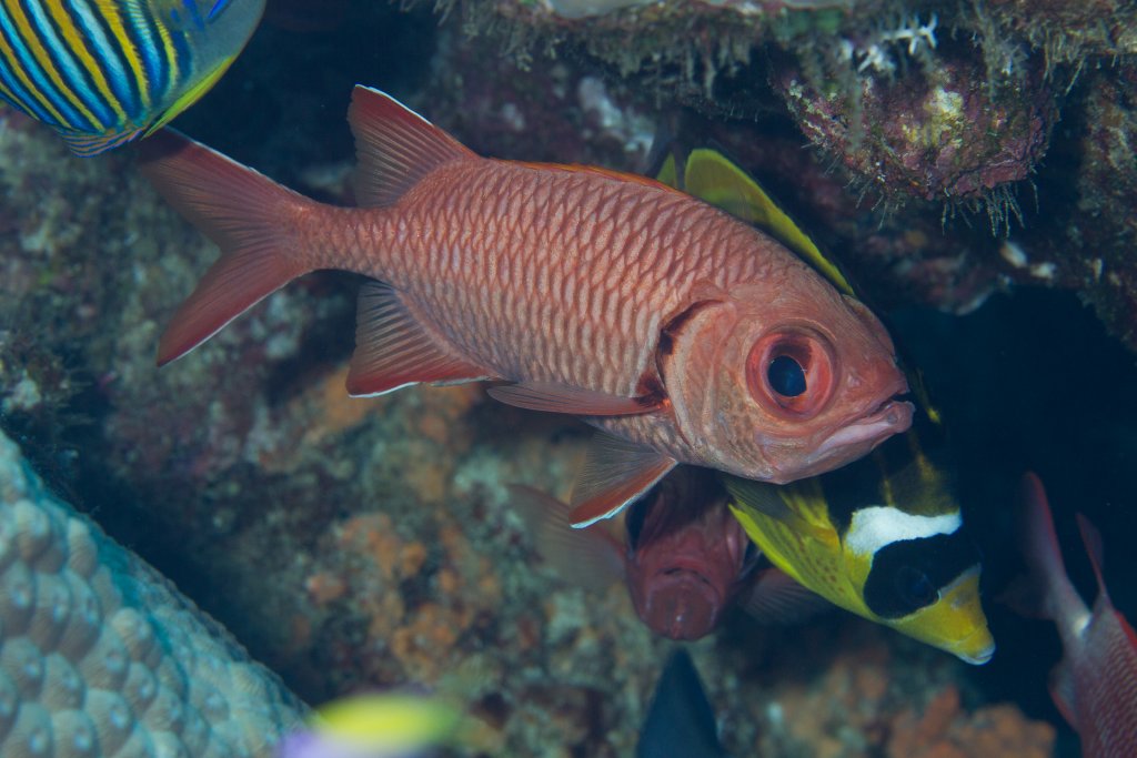 Bigscale Soldierfish