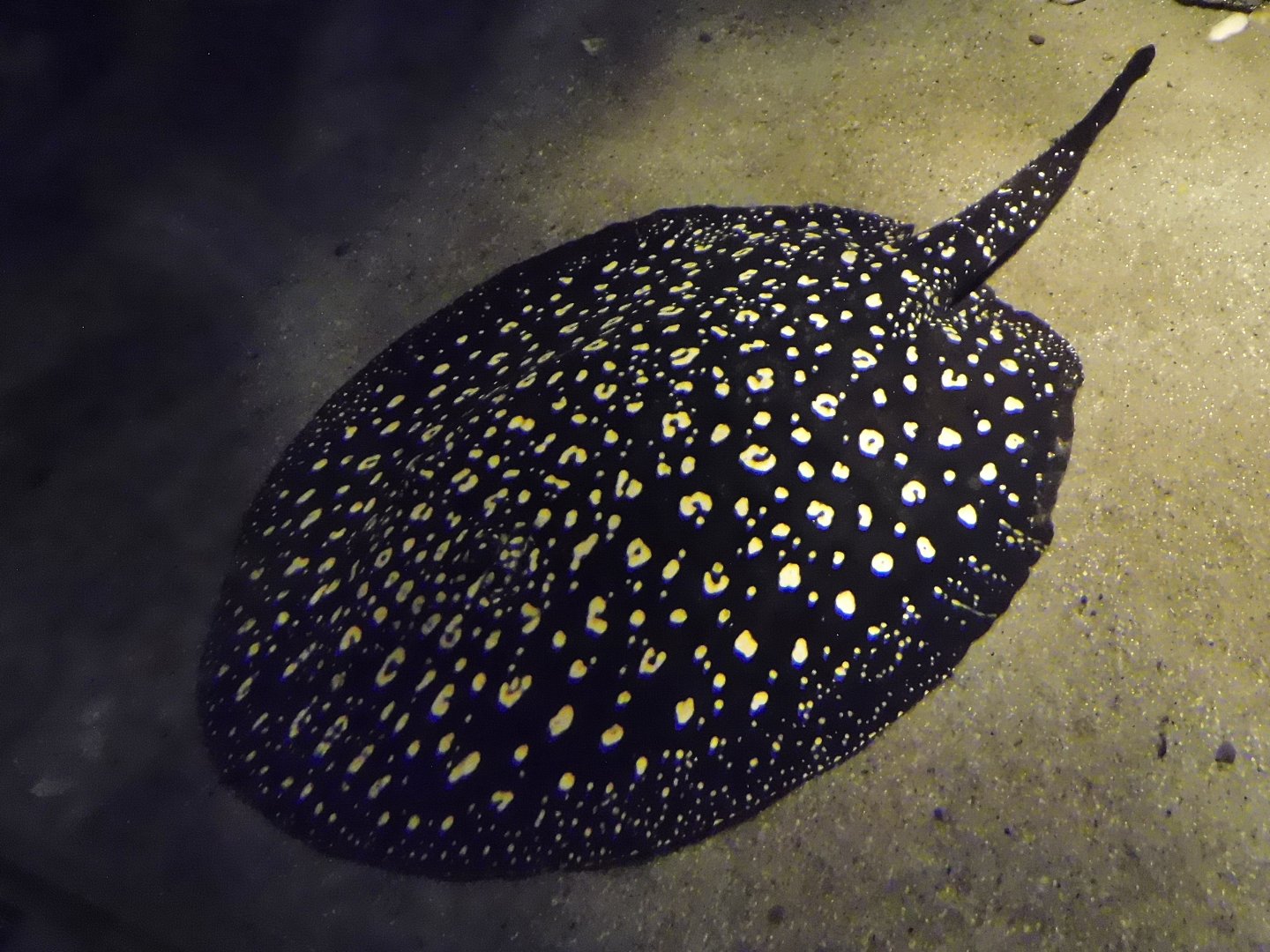 Bigtooth River Stingray (Potamotrygon henlei) Kawasui Kawasaki Aquarium September 18, 2025