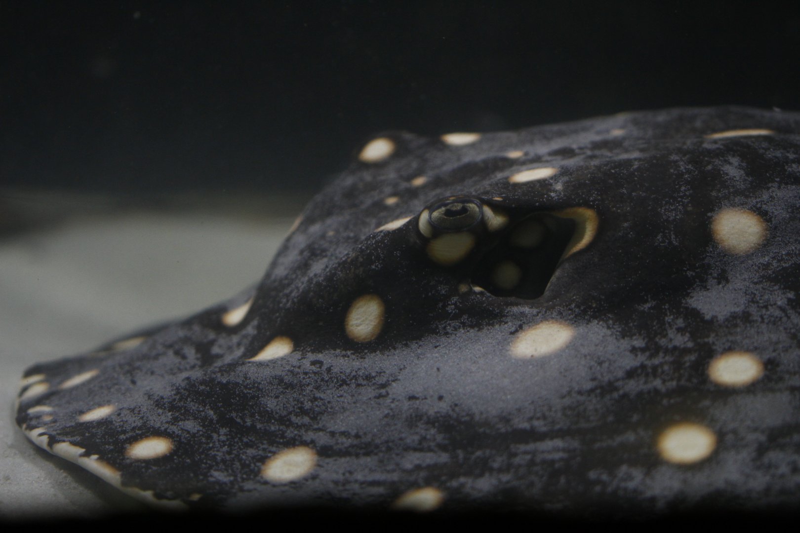 Bigtooth river stingray (Potamotrygon henlei)