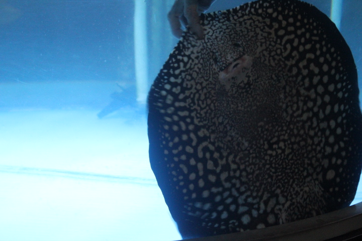 Bigtooth river stingray (Potamotrygon henlei)