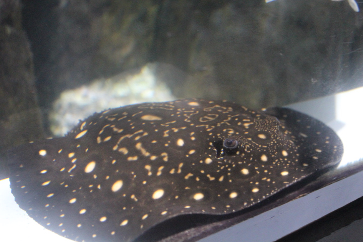 Bigtooth river stingray (Potamotrygon henlei)