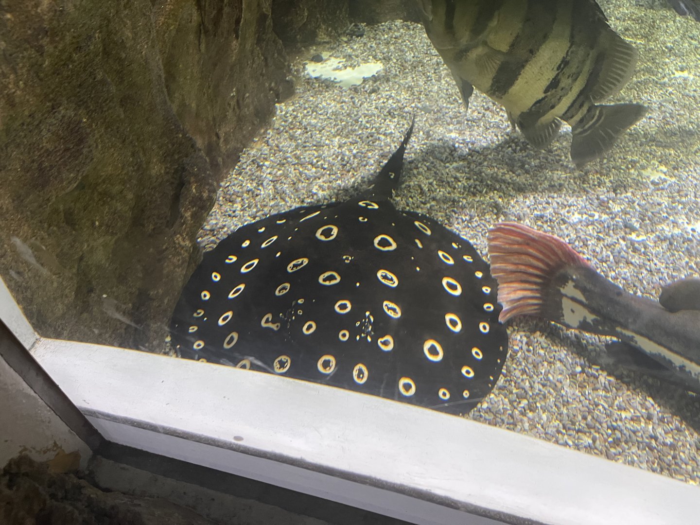 bigtooth river stingray (potamotrygon henlei)