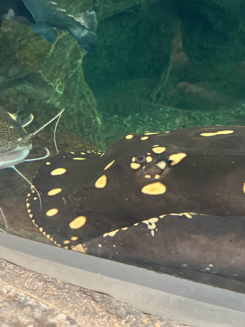 Bigtooth river stingray/Red-tailed catfish