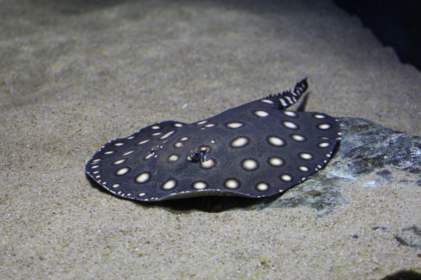 Bigtooth River Stingray