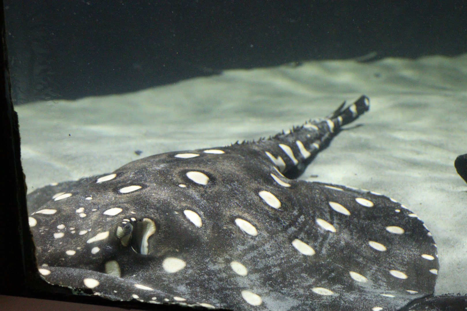 Bigtooth River Stingray