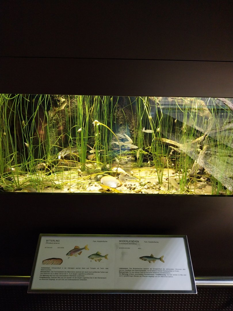 Biiterling and moderlieschen aquarium
