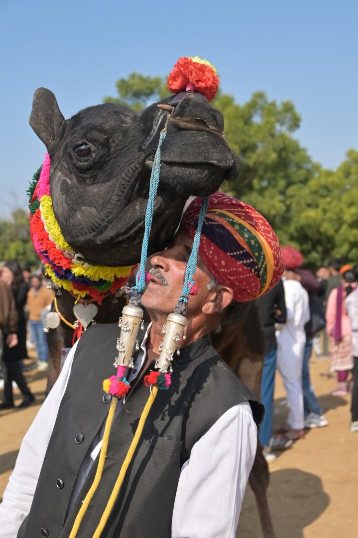Bikaner Camel Festival