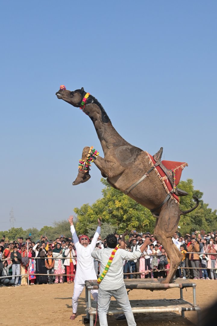 Bikaner Camel Festival